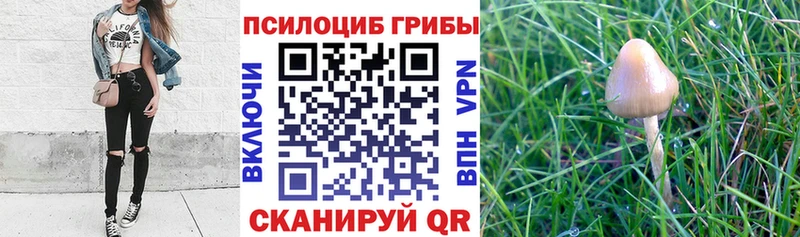 Галлюциногенные грибы Psilocybine cubensis  Карабулак 